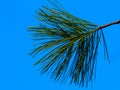 Green Scotch pine twig with long green needles under blue sky