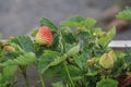 Green Scottish Strawberries Ripening