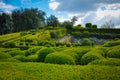 Sculptured Trees and Bushes in the Garden of Marqueyssac Royalty Free Stock Photo