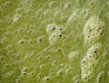 Green scum on the surface of dirty water
