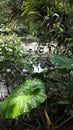 Tropical Forest in Nicaragua