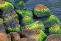 Green sea algae. Royalty Free Stock Photo