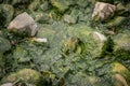 Green sea algae. Royalty Free Stock Photo