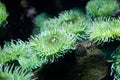 Green Sea Anemone Royalty Free Stock Photo