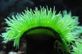 Green sea anemone Royalty Free Stock Photo