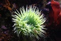 Green sea anemone Royalty Free Stock Photo