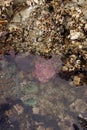 Green sea anemone under quiet water Royalty Free Stock Photo