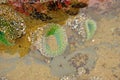 Green sea anemone under quiet water Royalty Free Stock Photo