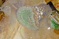 Green sea anemone under quiet water Royalty Free Stock Photo