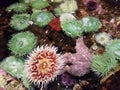 green sea anemones in shallow water or tidepool with starfish