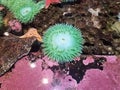 green sea anemones in shallow water or tidepool with starfish