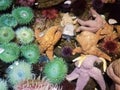 green sea anemones in shallow water or tidepool with starfish