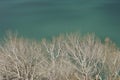 Green sea behind tree tops