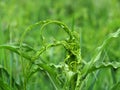 Octopus grew among green grass Royalty Free Stock Photo