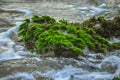 Green Sea Grass On Rocks On An Indian Ocean. Green moss on Rock at Beach Sand