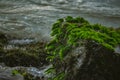 Green Sea Grass On Rocks On An Indian Ocean. Green moss on Rock at Beach Sand