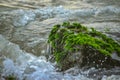 Green Sea Grass On Rocks On An Indian Ocean. Green moss on Rock at Beach Sand