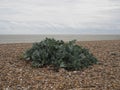 Green Sea Kale growing on a pebble shingle beach at the coast Royalty Free Stock Photo