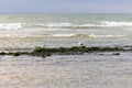 Green sea moss, algae and crustaceans on a seashore rock Royalty Free Stock Photo