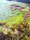 Green sea moss growth on the beach stones