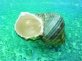 Green Sea Shell In Water