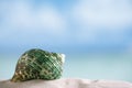 Green Sea Shell On White Florida Beach Sand Under The Sun Light