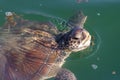 A green sea turle Chelonia mydas close up above water taking a breath showing off teeth, head and shell in the Middle East Royalty Free Stock Photo