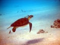 Green sea turtle