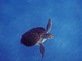 Green Sea Turtle