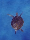 Green Sea Turtle Royalty Free Stock Photo