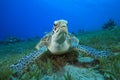 Green Sea Turtle Royalty Free Stock Photo