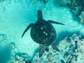 Green Sea Turtle Royalty Free Stock Photo