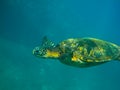Green Sea Turtle Royalty Free Stock Photo