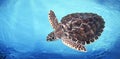 Green Sea Turtle