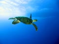 Green sea turtle Royalty Free Stock Photo