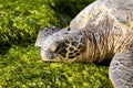 Green Sea Turtle Royalty Free Stock Photo