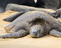 Green sea turtle