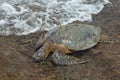 Green Sea Turtle Royalty Free Stock Photo