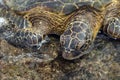 Green Sea Turtle Royalty Free Stock Photo