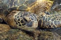 Green Sea Turtle Royalty Free Stock Photo