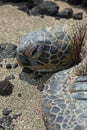 Green Sea Turtle Royalty Free Stock Photo