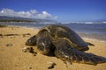 Green Sea Turtle Royalty Free Stock Photo