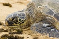 Green Sea Turtle Royalty Free Stock Photo