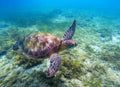 Green sea turtle above seaweeds. Tropical nature of exotic island. Royalty Free Stock Photo