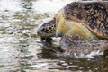 Green sea turtle - Tangalle - Sri Lanka Royalty Free Stock Photo