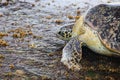 Green sea turtle - Tangalle - Sri Lanka Royalty Free Stock Photo