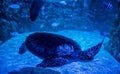 Green sea turtle in aquarium Royalty Free Stock Photo