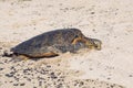 Green Sea Turtle on Beach Royalty Free Stock Photo