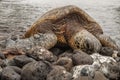 Green Sea Turtle on Beach in Maui Royalty Free Stock Photo