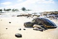 The Green Sea Turtle on the beach with the tropical ocean in the background Royalty Free Stock Photo